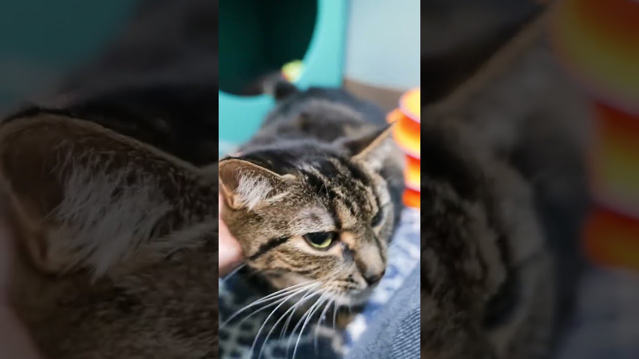 Enlarge Amari, a Adoptable Domestic Short Hair in Baltimore, MD video 6/6