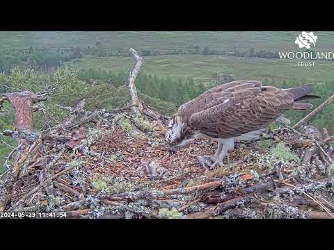 Dad Louis tries to feed the Loch Arkaig Osprey chicks but they're too full 23 May 2024