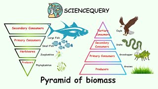 Pyramid of Biomass: Easy discription