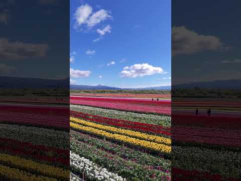 Tulipanes Patagonia, RN259, km 50, Trevelin, Chubut - Argentina