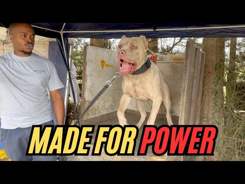 The Legendary Bandogge - Bite Force Revealed!