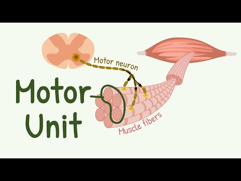 Motor Unit || Motor Neurons and Skeletal Muscle Fibers || Recruitment of Small and Large Motor Units