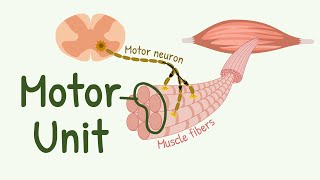 Motor Unit || Motor Neurons and Skeletal Muscle Fibers || Recruitment of Small and Large Motor Units
