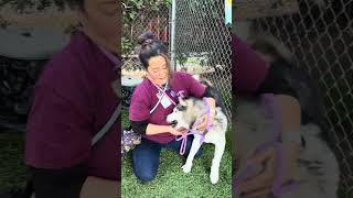 Video preview image #1 Siberian Husky Puppy For Sale in Pasadena, CA, USA