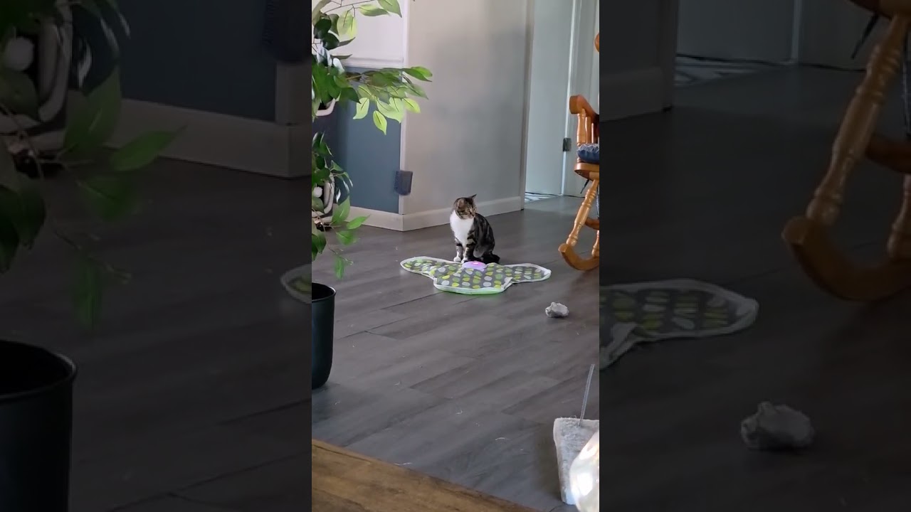 Enlarge Ruby, an adopted mixed breed in Greensburg, PA video 6/6