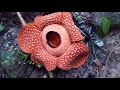 Melihat Bentuk Rafflesia Terbesar Didunia yang Mekar di Palembayan Agam || BERITA KABUPATEN AGAM Melihat Bentuk Rafflesia Terbesar Didunia yang Mekar di Palembayan Agam || BERITA KABUPATEN AGAM