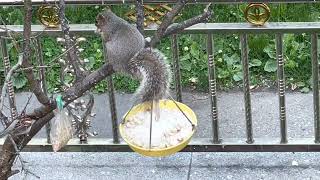 Squirrel eating food in my house
