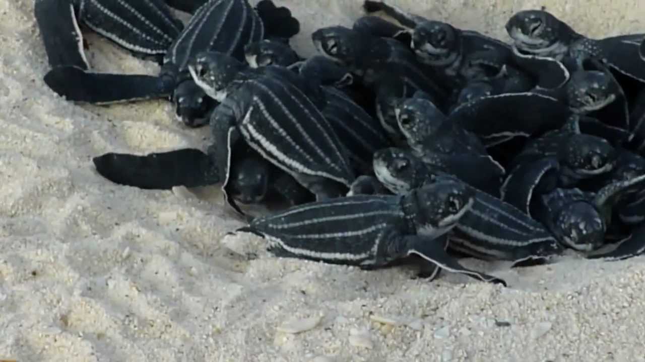 Outbreak Leatherback Turtles Aruba 23 juli 2012