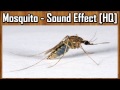 Mosquito - Sound Effect [HQ]