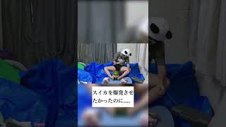 VTuberが実写でスイカを大爆発させたかったのに、想像と違いすぎた【 #切り抜き はいぴんぐモナカ】