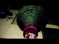 Hari Om Tat Sat Jai Guru Gorakh Gogaji Song