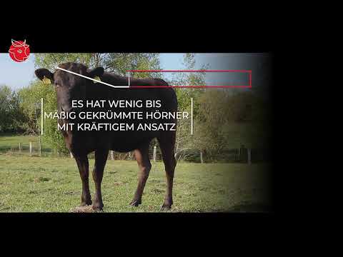 Wagyu Rasse Standards