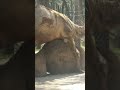 WOW SEX ANIMAL Hot Love Camels Straight Zoo
