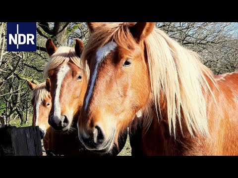 , title : 'Pferde: Heiße Liebe zu Kaltblütern | Die Nordreportage | NDR Doku'