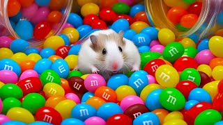 🌈 Colorful Hamster Maze with m&amp;m&#39;s Candies 🍬
