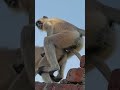 Animal Sex Reaction Shorts Viral