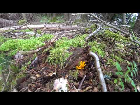 Das Zwergen Feuer (Klebriges Schönhorn)