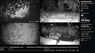 Walker Woods Nature Observatory – Live Backyard Wildlife Cam live webcam