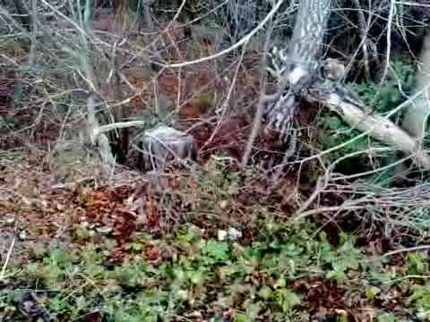 74.DEČKI  ŽUTNICE - Ravna Gora