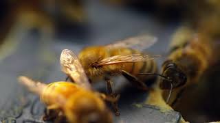 Honeybees and the Study of the Human Brain