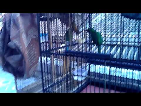 Cucak ijo hyuga ngamuk ngetrok