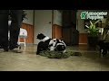 Miniature Poodle dogs for sale: Bubbles - Video 1