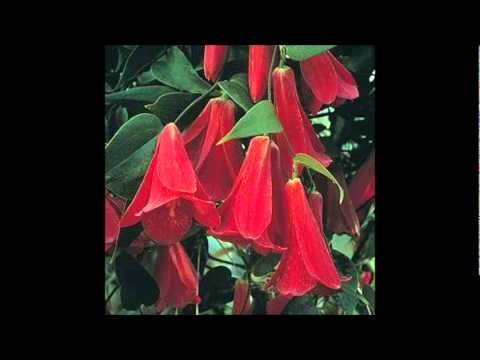 TRAFIA PEWMAN- Anoche Soñe