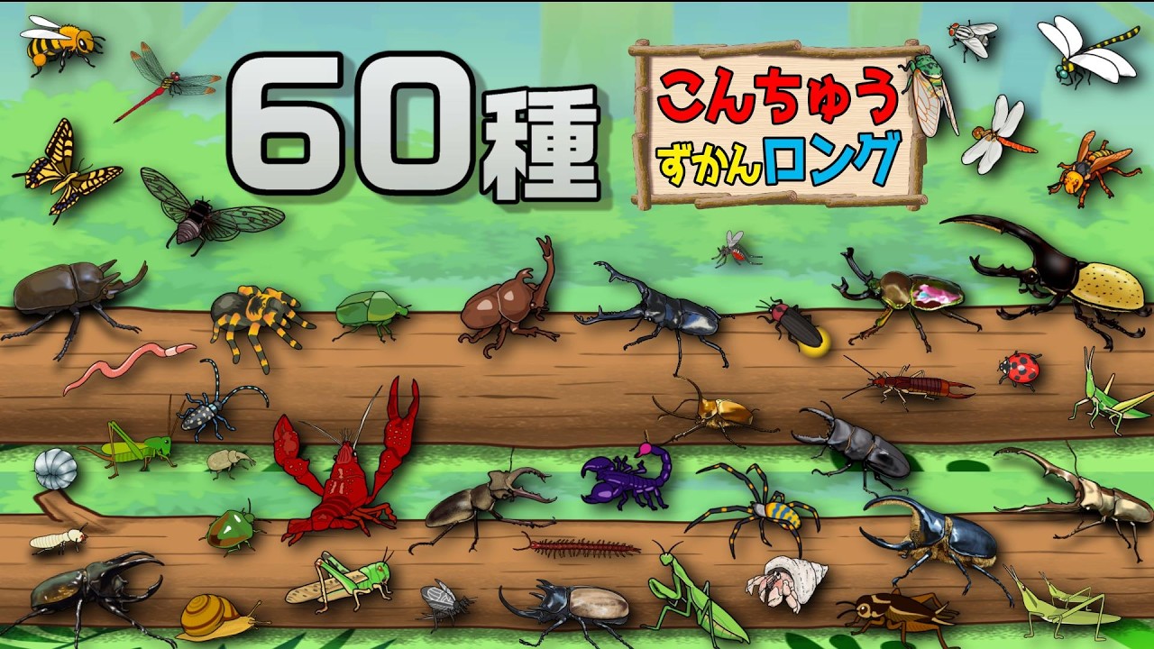 【子供向けアニメ】新！昆虫図鑑まとめ60種類〈カブトムシ、カマキリ、ノコギリクワガタ、ヘラクレスオオカブト、アメリカザリガニ〉【こんちゅう・虫】insect beetle stag animation
