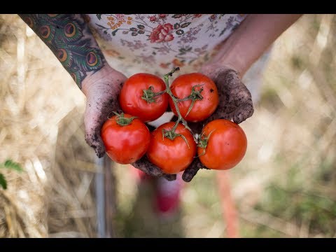 , title : 'How to Grow The Best Tomatoes | Gardening Tips and Tricks'