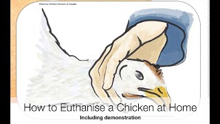 How To Euthanise Poultry At Home | Sez the Vet