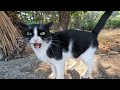 Tuxie The Cat Asks Us For Food With Her Adorable Meows