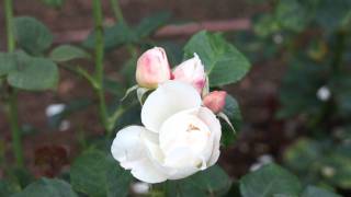 David Austin Roses 2011 - Die englische Rose William and Catherine 2v2