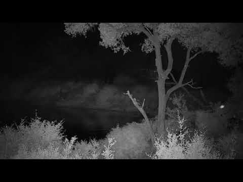 Djuma: Elephant herd scattered about - 20:35 - 01/05/21