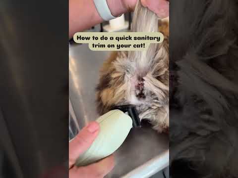 Quick sanitary trim on a long haired cat!