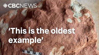 How a 290-million-year-old fossil found on P.E.I. shore could rewrite history