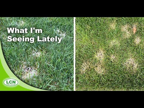 Lawn Disease 2020: Pythium vs Dollar Spot Pictures and Identification Strategies