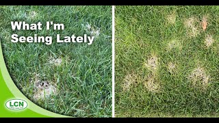 Lawn Disease 2020: Pythium vs Dollar Spot Pictures and Identification Strategies