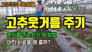 고추농사 고추웃거름주는시기 및 방법 2가지/고추추비에 어떤 비료를 왜 줄까요? 고추정식30일째