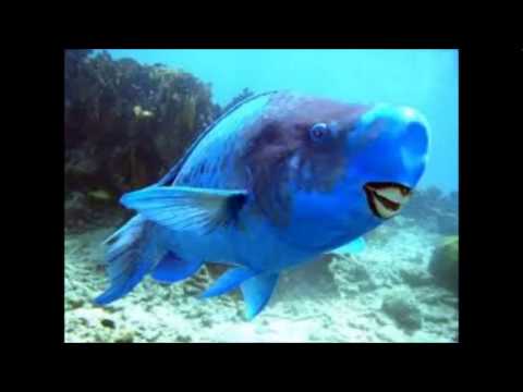 Blue Parrot Fishes - Pirati in prova