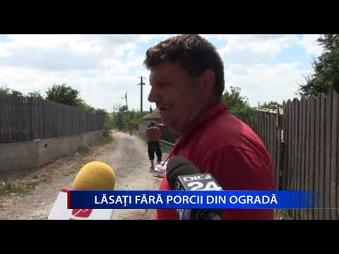 LASATI FARA PORCII DIN OGRADA