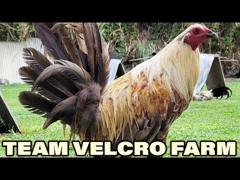 Jap Blue Racymug McRae TEAM VELCRO Farm - Beautiful Birds