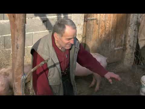 - NI TOPOLA NI LIJEVČE, NEMAJU OVAKO KVALITETNE SVINJE, THE BEST PIGS