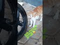 The Orange Cat Keeps Hissing At Me But Loves The Food