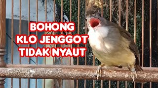 Download lagu Suara Pancingan Cucak Jenggot Jantan Beset Ngepik mp3 Download lagu Suara Pancingan Cucak Jenggot Jantan Beset Ngepik mp3