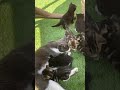 Grey Tuxedo Cat With Her 6 Kittens