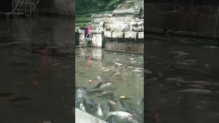 Download lagu KOLAM CINTA PRABU UDAYANA 'PETIRTAAN JOLOTUNDO' mp3 Download lagu KOLAM CINTA PRABU UDAYANA 'PETIRTAAN JOLOTUNDO' mp3