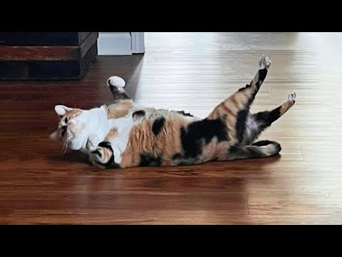 New Funniest Cats Videos 2026 😼 Try Not To Laugh 😜#2