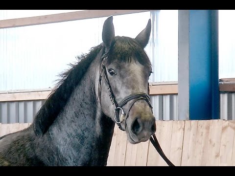 Holsteiner Stute Dakota von Legolas - Calido I - Landgraf I