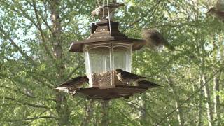 Birds at my feeder this morning Apr 13 '21