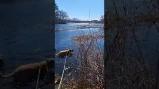 Video preview image #1 Black Mouth Cur-Unknown Mix Puppy For Sale in Wakefield, RI, USA